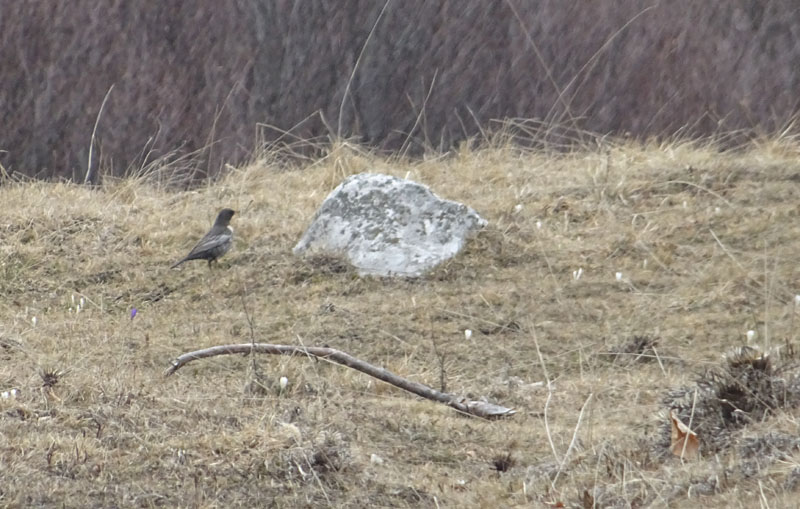 Turdus torquatus - Turdidae (Merlo dal collare)